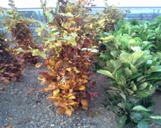Bare Root Hedging Bare Root Hedging