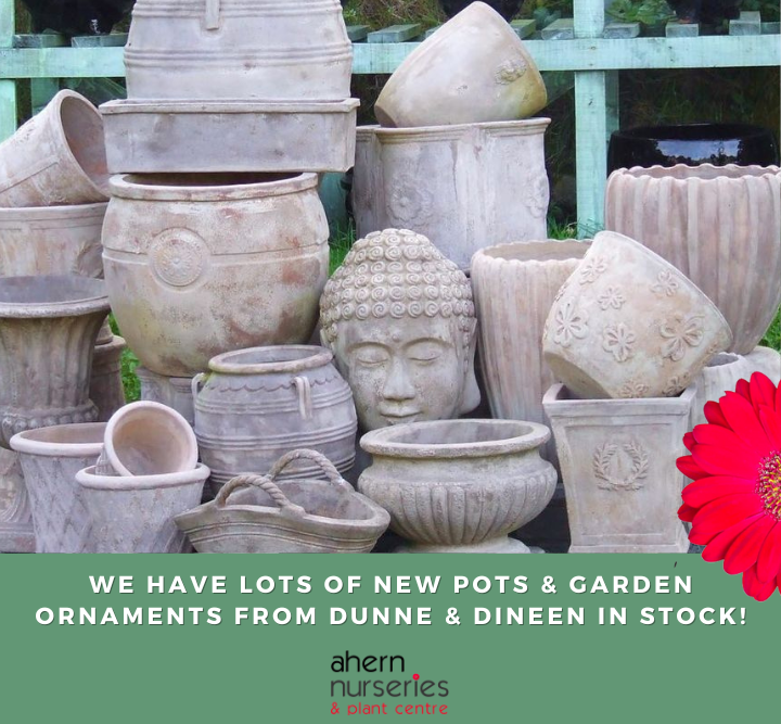 New  Dunne and Dineen stock alert | Ahern Nurseries & Plant Centre