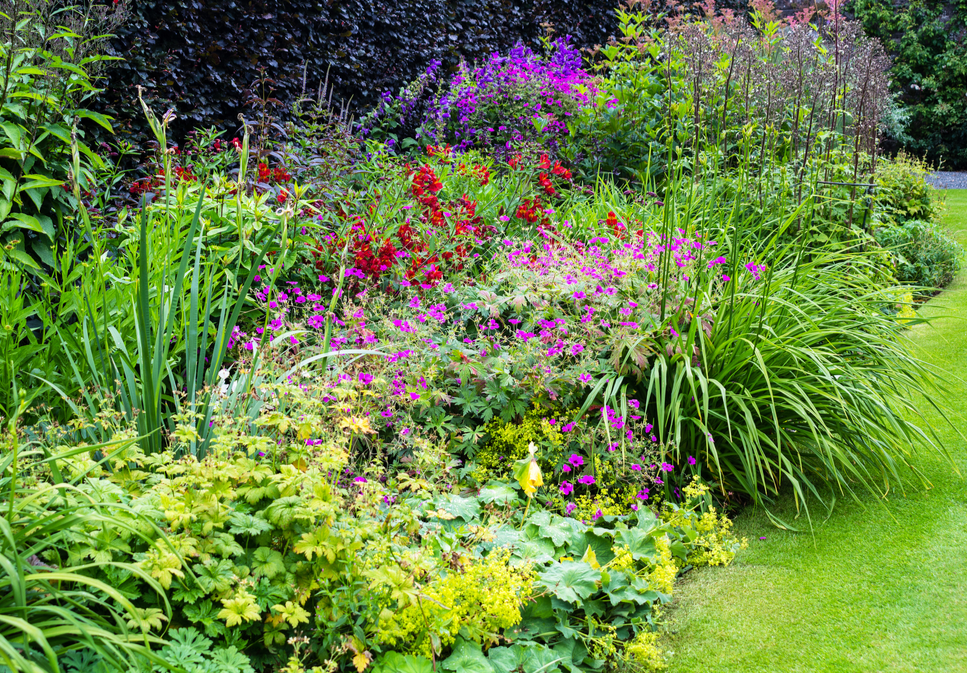 Order bare root perennials and other plants online | Ahern Nurseries & Plant Centre