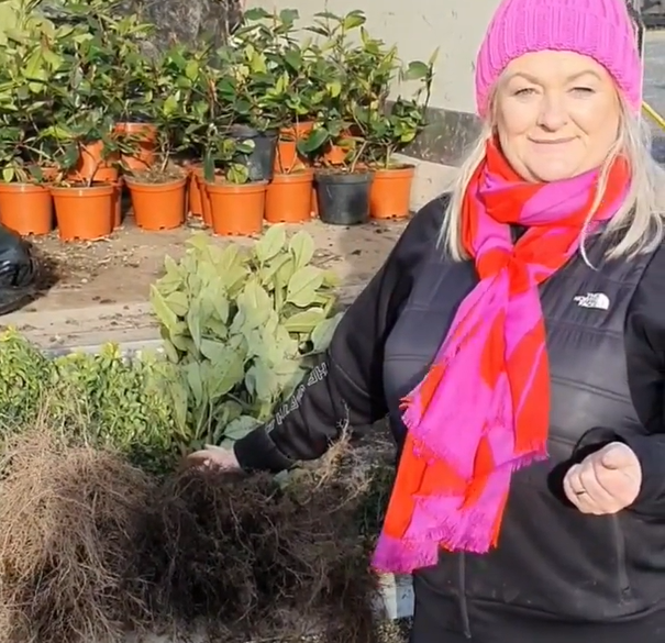 Order bare root heding online | Ahern Nurseries & Plant Centre