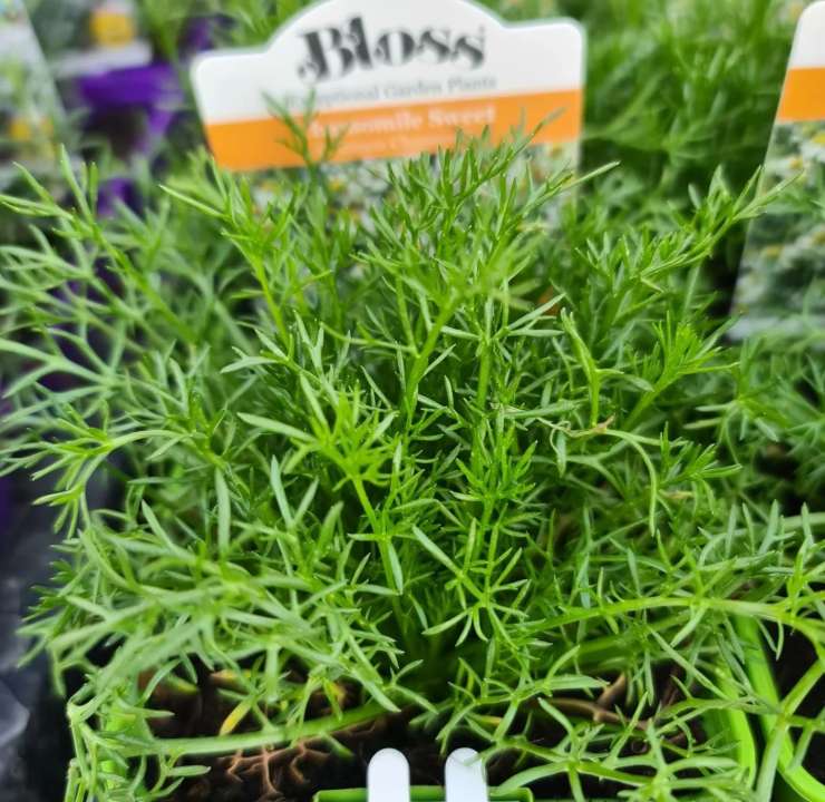 Order fresh herbs online | Ahern Nurseries & Plant Centre