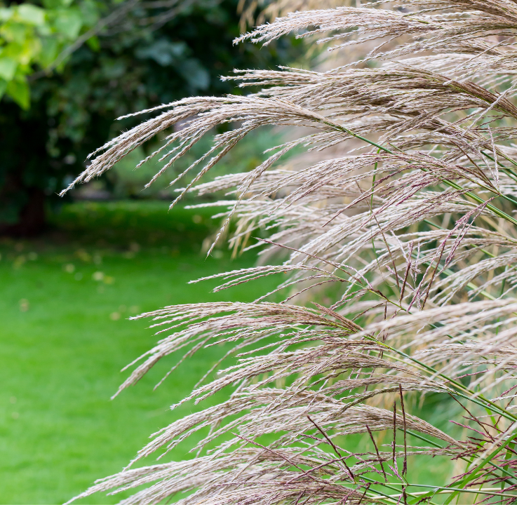 Order ornamental grasses online | Ahern Nurseries & Plant Centre