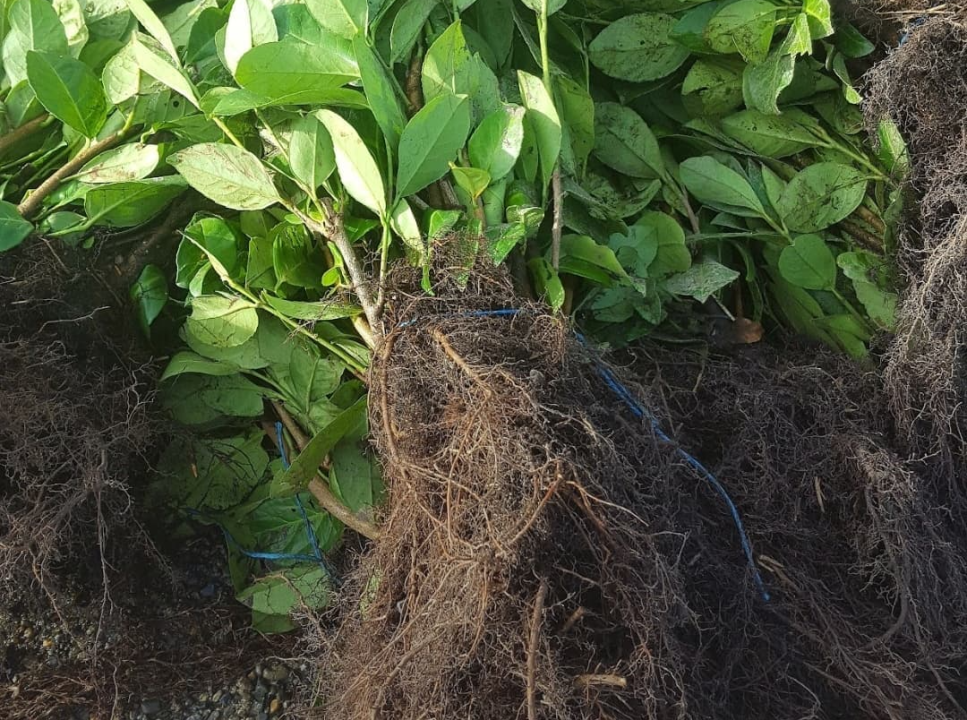 Order bare root heding online | Ahern Nurseries & Plant Centre