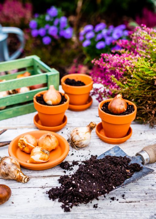 Order your favourite bulbs online | Ahern Nurseries & Plant Centre