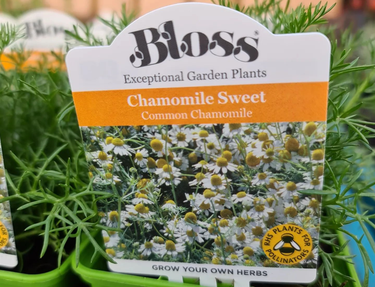 Order chamomile, mint, thyme, parsley online | Ahern Nurseries & Plant Centre