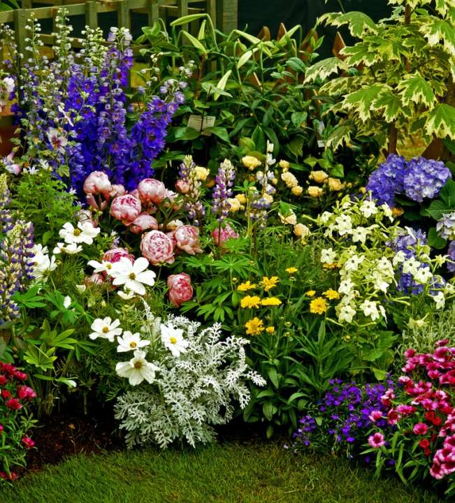 Order perennials online | Ahern Nurseries & Plant Centre - Kilmallock,Co. Limerick, Ireland