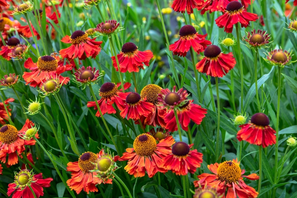 15 garden tips for September Ahern Nurseries Limerick