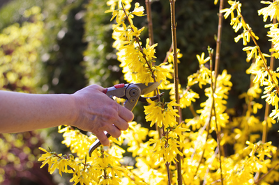 15 gardening jobs in May