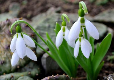 15 Gardening Tips For February