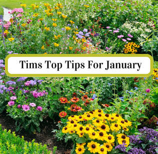 15 gardening tips for January