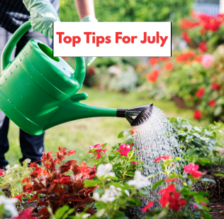 10 gardening tips for July