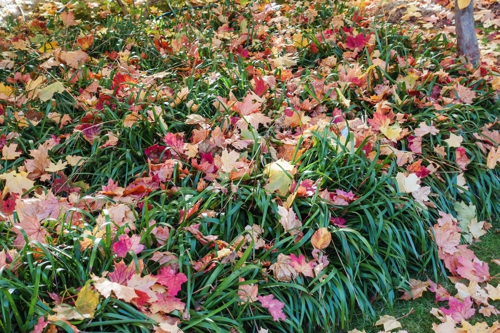 7 top autumn garden care tips Ahern Nurseries Limerick