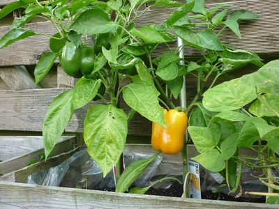 A beginner’s guide to growing vegetables