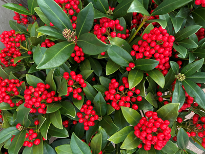 A colourful winter garden? Visit Ahern Nurseries & Plant Centre