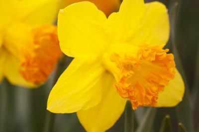 Daffodils are blooming all over the country
