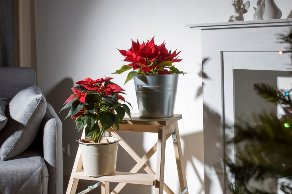 Ahern theater the rented christmas