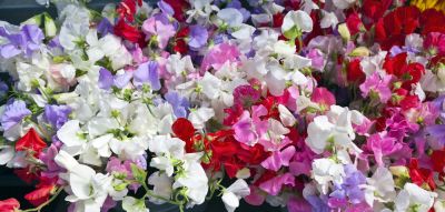 Fill your garden with sweet peas