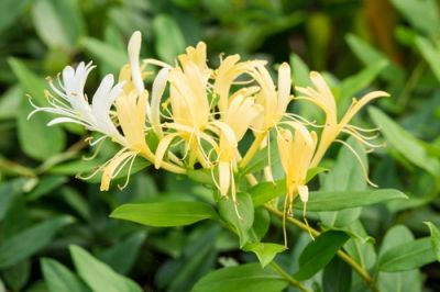 Garden plant of the moment: Honeysuckle