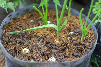 How to plant and grow garlic