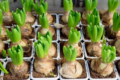 Give spring bulbs a little TLC now