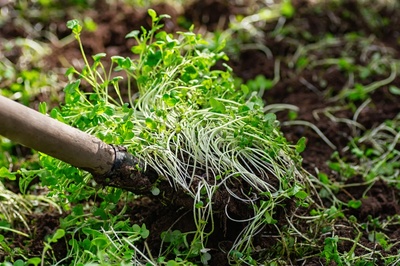 Green manure: how to use it