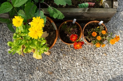 Grow your own food in containers