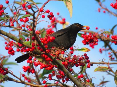 Help your garden birds