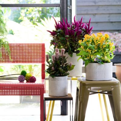 Houseplant of the month: Celosia