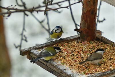 How to Feed Birds in Winter: 5 Effective Ways