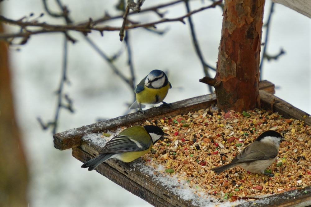 How to Feed Birds in Winter 5 Effective Ways