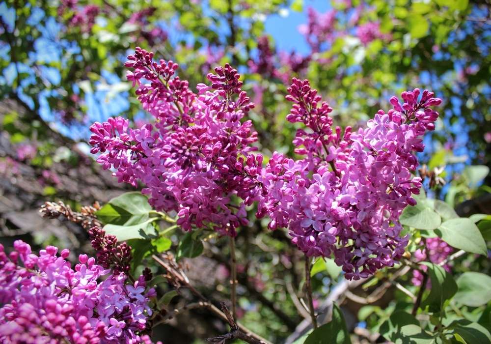 How to grow and care for lilacs - Ahern Nurseries - Limerick