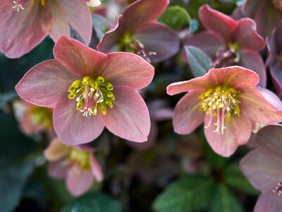 How to grow Hellebores