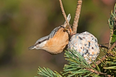 How to keep garden birds fed in winter