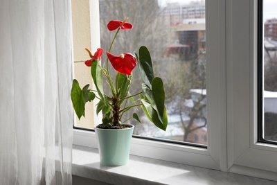 How to keep your houseplants flourish in winter
