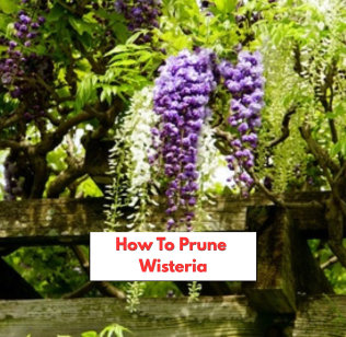 How to prune Wisteria