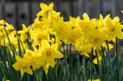 Ireland is celebrating the 30th annual Daffodil Day this Friday