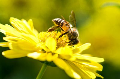 Ireland’s government is getting behind our beleaguered bees