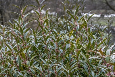 Low maintenance evergreen plants