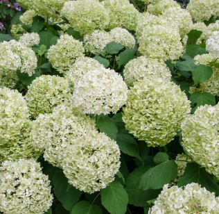 Low-maintenance shrubs