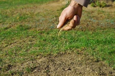 Overseed lawn guide