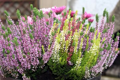 Plant of the Week: Heather