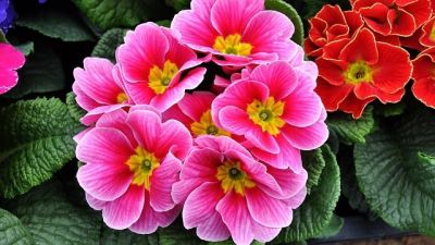 Plant of the Week: Primula