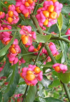 Planting a deciduous hedge