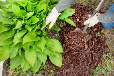 Reduce weeds with mulch