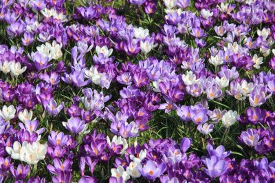 Start planting spring-flowering bulbs