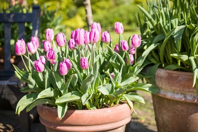 This is your last chance to plant spring bulbs
