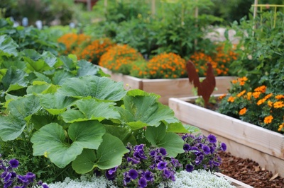 Tips for a successful kitchen garden harvest