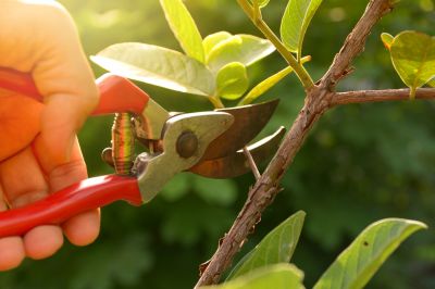 Tips for pruning shrubs, trees and perennials