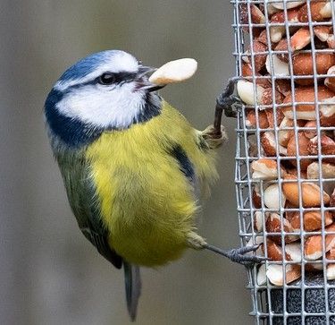 Tips on Feeding Garden Birds in Winter
