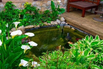 Top tips for summer pond maintenance